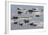 Hippopotamus (Hippopotamus Amphibious), Zambia, Africa-Janette Hill-Framed Photographic Print