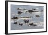 Hippopotamus (Hippopotamus Amphibious), Zambia, Africa-Janette Hill-Framed Photographic Print