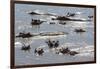 Hippopotamus (Hippopotamus Amphibious), Zambia, Africa-Janette Hill-Framed Photographic Print