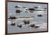 Hippopotamus (Hippopotamus Amphibious), Zambia, Africa-Janette Hill-Framed Photographic Print