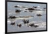 Hippopotamus (Hippopotamus Amphibious), Zambia, Africa-Janette Hill-Framed Photographic Print