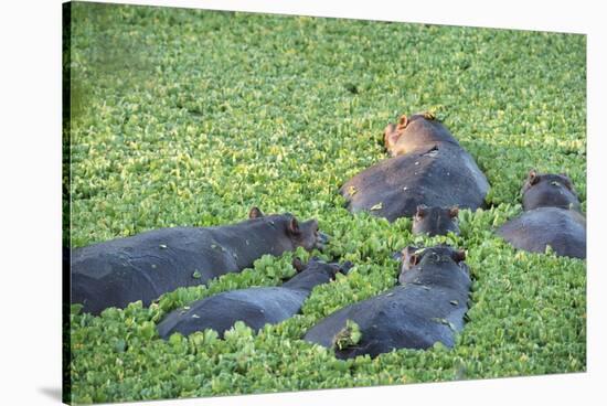 Hippopotamus (Hippopotamus Amphibious), Zambia, Africa-Janette Hill-Stretched Canvas