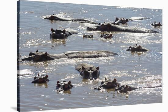 Hippopotamus (Hippopotamus Amphibious), Zambia, Africa-Janette Hill-Stretched Canvas