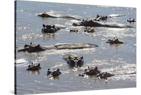 Hippopotamus (Hippopotamus Amphibious), Zambia, Africa-Janette Hill-Stretched Canvas