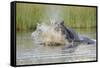 Hippopotamus (Hippopotamus amphibius) adult, aggressive display in water, Kwando Lagoon, Linyanti-Shem Compion-Framed Stretched Canvas