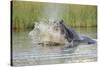 Hippopotamus (Hippopotamus amphibius) adult, aggressive display in water, Kwando Lagoon, Linyanti-Shem Compion-Stretched Canvas