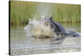 Hippopotamus (Hippopotamus amphibius) adult, aggressive display in water, Kwando Lagoon, Linyanti-Shem Compion-Stretched Canvas