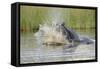 Hippopotamus (Hippopotamus amphibius) adult, aggressive display in water, Kwando Lagoon, Linyanti-Shem Compion-Framed Stretched Canvas