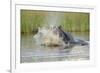 Hippopotamus (Hippopotamus amphibius) adult, aggressive display in water, Kwando Lagoon, Linyanti-Shem Compion-Framed Photographic Print