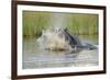 Hippopotamus (Hippopotamus amphibius) adult, aggressive display in water, Kwando Lagoon, Linyanti-Shem Compion-Framed Photographic Print