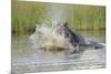 Hippopotamus (Hippopotamus amphibius) adult, aggressive display in water, Kwando Lagoon, Linyanti-Shem Compion-Mounted Photographic Print