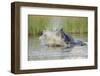 Hippopotamus (Hippopotamus amphibius) adult, aggressive display in water, Kwando Lagoon, Linyanti-Shem Compion-Framed Photographic Print