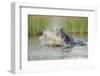 Hippopotamus (Hippopotamus amphibius) adult, aggressive display in water, Kwando Lagoon, Linyanti-Shem Compion-Framed Photographic Print