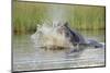 Hippopotamus (Hippopotamus amphibius) adult, aggressive display in water, Kwando Lagoon, Linyanti-Shem Compion-Mounted Photographic Print