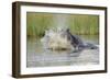 Hippopotamus (Hippopotamus amphibius) adult, aggressive display in water, Kwando Lagoon, Linyanti-Shem Compion-Framed Photographic Print