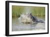 Hippopotamus (Hippopotamus amphibius) adult, aggressive display in water, Kwando Lagoon, Linyanti-Shem Compion-Framed Photographic Print