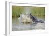 Hippopotamus (Hippopotamus amphibius) adult, aggressive display in water, Kwando Lagoon, Linyanti-Shem Compion-Framed Photographic Print