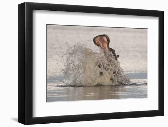 Hippopotamus (Hippopotamus amphibius) adult, in aggressive display, splashing water, Kwando-Shem Compion-Framed Photographic Print