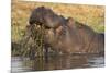 Hippopotamus (Hippopotamus amphibius) feeding, Chobe River, Botswana, Africa-Ann and Steve Toon-Mounted Premium Photographic Print