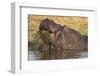 Hippopotamus (Hippopotamus amphibius) feeding, Chobe River, Botswana, Africa-Ann and Steve Toon-Framed Premium Photographic Print