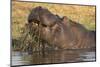 Hippopotamus (Hippopotamus amphibius) feeding, Chobe River, Botswana, Africa-Ann and Steve Toon-Mounted Premium Photographic Print