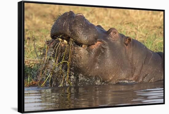 Hippopotamus (Hippopotamus amphibius) feeding, Chobe River, Botswana, Africa-Ann and Steve Toon-Framed Stretched Canvas