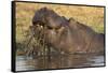 Hippopotamus (Hippopotamus amphibius) feeding, Chobe River, Botswana, Africa-Ann and Steve Toon-Framed Stretched Canvas