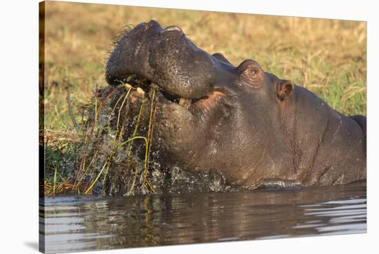 Hippopotamus (Hippopotamus amphibius) feeding, Chobe River, Botswana, Africa-Ann and Steve Toon-Stretched Canvas