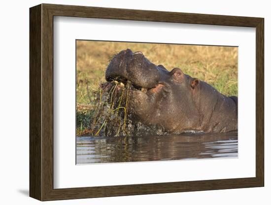 Hippopotamus (Hippopotamus amphibius) feeding, Chobe River, Botswana, Africa-Ann and Steve Toon-Framed Photographic Print