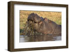 Hippopotamus (Hippopotamus amphibius) feeding, Chobe River, Botswana, Africa-Ann and Steve Toon-Framed Photographic Print