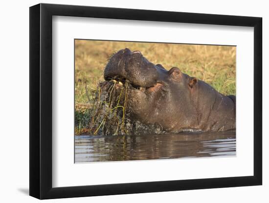 Hippopotamus (Hippopotamus amphibius) feeding, Chobe River, Botswana, Africa-Ann and Steve Toon-Framed Photographic Print