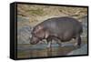 Hippopotamus (Hippopotamus Amphibius) in Shallow Water-James Hager-Framed Stretched Canvas