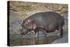 Hippopotamus (Hippopotamus Amphibius) in Shallow Water-James Hager-Stretched Canvas