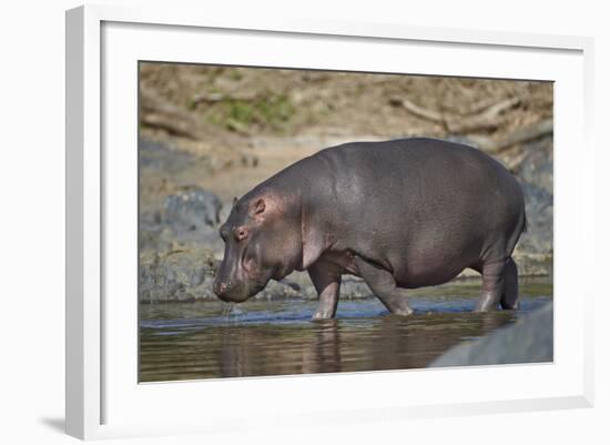 Hippopotamus (Hippopotamus Amphibius) in Shallow Water-James Hager-Framed Photographic Print