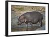 Hippopotamus (Hippopotamus Amphibius) in Shallow Water-James Hager-Framed Photographic Print