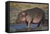 Hippopotamus (Hippopotamus Amphibius) in Shallow Water-James Hager-Framed Stretched Canvas