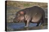 Hippopotamus (Hippopotamus Amphibius) in Shallow Water-James Hager-Stretched Canvas