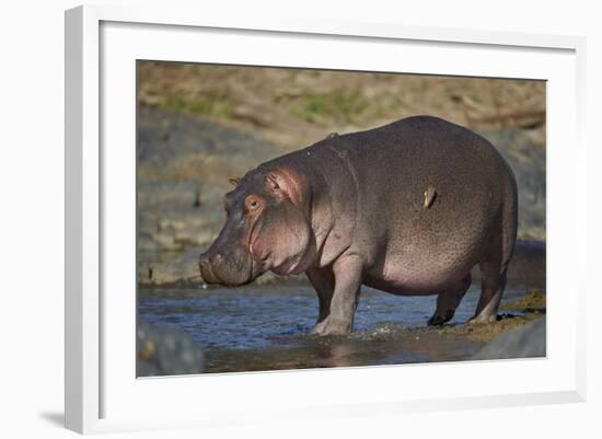 Hippopotamus (Hippopotamus Amphibius) in Shallow Water-James Hager-Framed Photographic Print