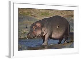 Hippopotamus (Hippopotamus Amphibius) in Shallow Water-James Hager-Framed Photographic Print