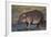 Hippopotamus (Hippopotamus Amphibius) in Shallow Water-James Hager-Framed Photographic Print