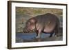 Hippopotamus (Hippopotamus Amphibius) in Shallow Water-James Hager-Framed Photographic Print