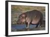 Hippopotamus (Hippopotamus Amphibius) in Shallow Water-James Hager-Framed Photographic Print