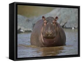 Hippopotamus (Hippopotamus Amphibius) in Shallow Water-James Hager-Framed Stretched Canvas