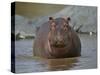 Hippopotamus (Hippopotamus Amphibius) in Shallow Water-James Hager-Stretched Canvas