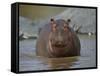 Hippopotamus (Hippopotamus Amphibius) in Shallow Water-James Hager-Framed Stretched Canvas