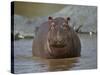 Hippopotamus (Hippopotamus Amphibius) in Shallow Water-James Hager-Stretched Canvas