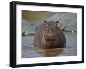 Hippopotamus (Hippopotamus Amphibius) in Shallow Water-James Hager-Framed Photographic Print