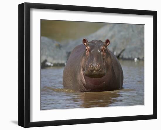 Hippopotamus (Hippopotamus Amphibius) in Shallow Water-James Hager-Framed Photographic Print