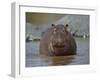 Hippopotamus (Hippopotamus Amphibius) in Shallow Water-James Hager-Framed Photographic Print