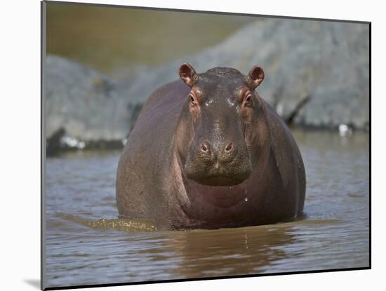 Hippopotamus (Hippopotamus Amphibius) in Shallow Water-James Hager-Mounted Photographic Print